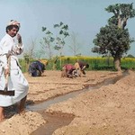 Zemědelec v Pákistánu